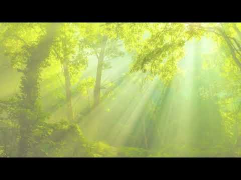 Heilmeditation  -  Vorbereitung für eine Tierkommunikation