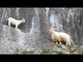 Great Orme Goats Mating Season