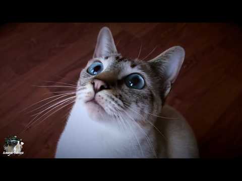 🌀Cat wants to play | The cat meows funny | Thai cats | Traditional Siamese cats