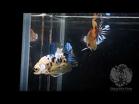 KOI YELLOW GLX 2021(3)