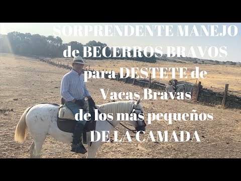 BECERROS BRAVOS para DESTETE de VACAS BRAVAS de los más PEQUEÑOS DE LA CAMADA