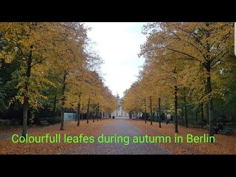 Walking through the colourful leaves during autumn in Berlin