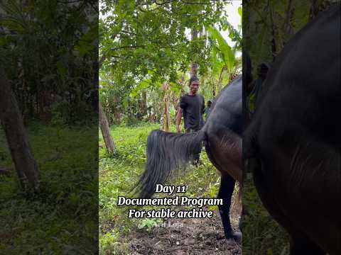 Official program documentary Montana Stable archive #horse #animals #pets #wildanimals #love