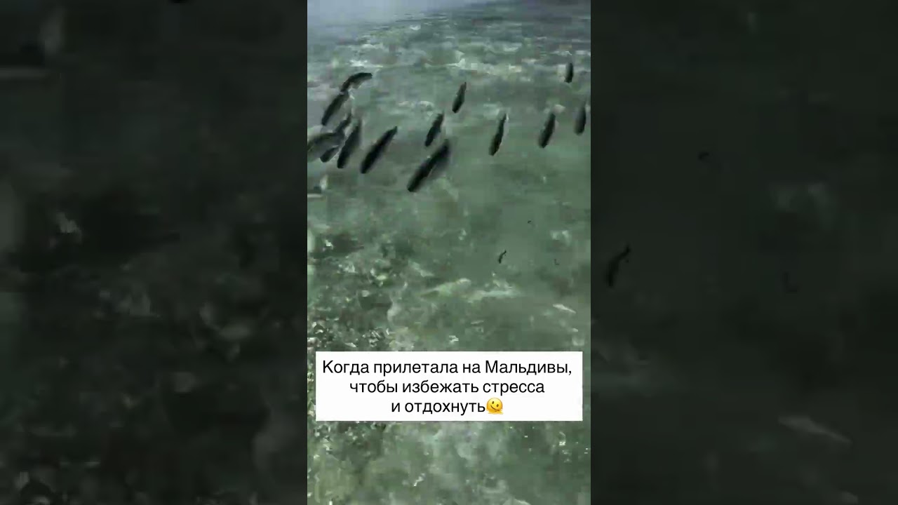 ��������� ����� �� ����� - ��� ������ ����