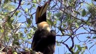 preview picture of video 'Great Indian Hornbill (Buceros bicornis)  at Valparai, Tamilnadu'