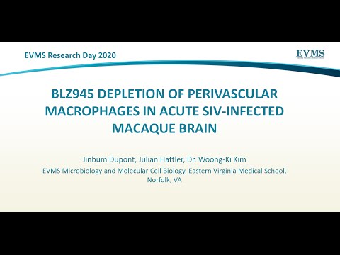 Thumbnail image of video presentation for BLZ945 Depletion of Perivascular Macrophages in Acute SIV-infected Macaque Brain