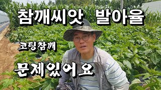 참깨씨앗 발아율 잘해야 30%대 코팅참깨 직파 슈퍼안산참깨 황금참깨