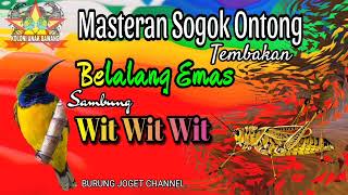 Download lagu Masteran Sogok Ontong Tembakan Belalang Emas Sambung Wit Wit Wit DURASI PANJANG mp3 Download lagu Masteran Sogok Ontong Tembakan Belalang Emas Sambung Wit Wit Wit DURASI PANJANG mp3