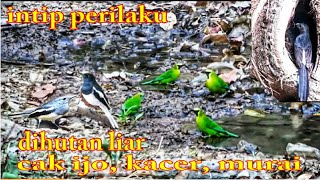 Download lagu Ooh Seperti ini'? MURAI, KACER, CUCAK IJO, Di Habitat Hutan Liar.!! mp3 Download lagu Ooh Seperti ini'? MURAI, KACER, CUCAK IJO, Di Habitat Hutan Liar.!! mp3