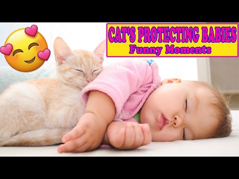 Funny Cats Protecting Babies VideoS Compilation ... - YouTube