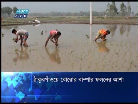 ঠাকুরগাঁওয়ে বোরোর বাম্পার ফলনের আশা
