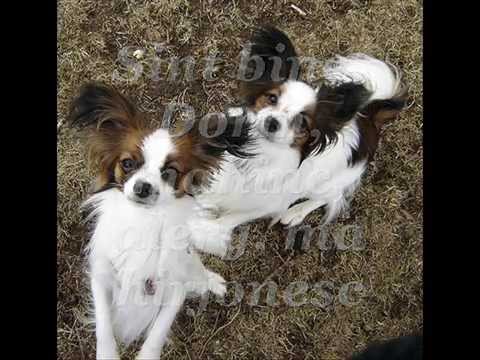 Poezia doi ciini de Alexandru Donici.wmv