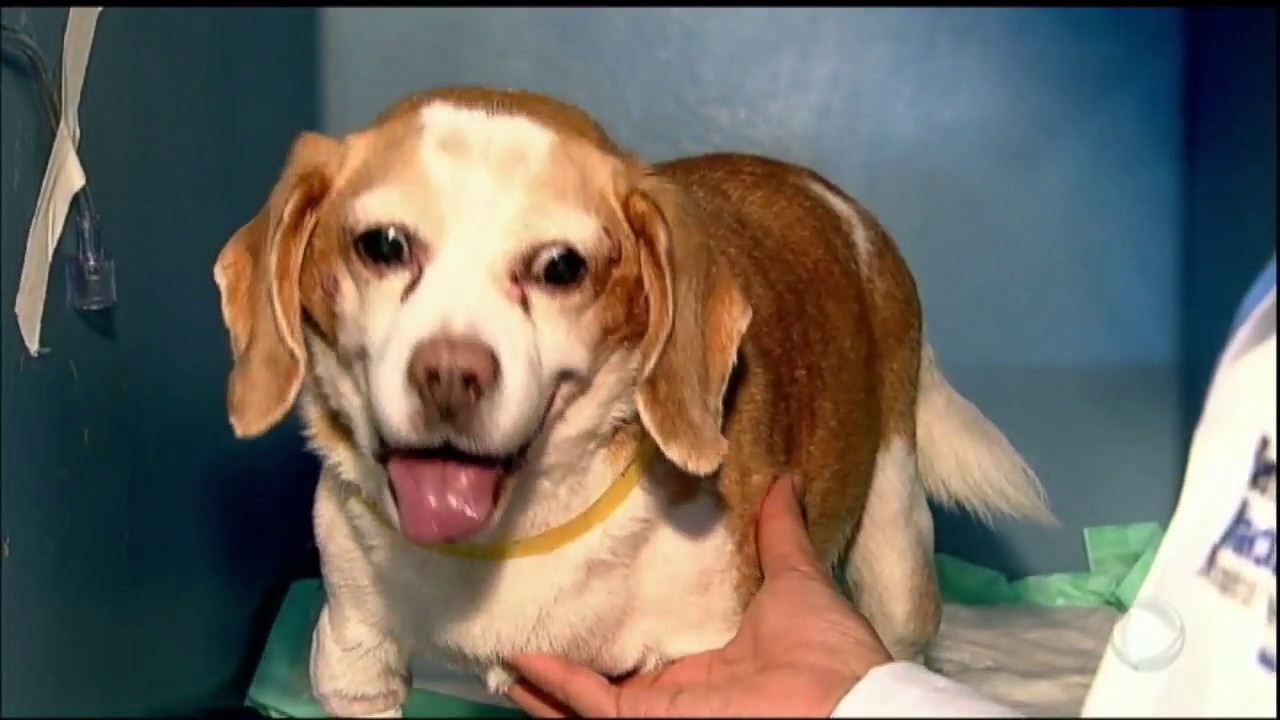 Saiba como tratar gripes e resfriados nos pets