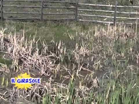 Associazione Agraria Franco Barlafante 1