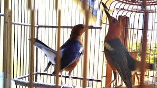 Download lagu suitan ngecip nratak ANIS MERAH BETINA ini SUKSES bikin ANIS mandek jadi NGEPLONG GACOR mp3