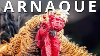 Comment l'Humanité a Domestiqué Les Poules