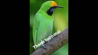 Download lagu Tiếng chim Thanh Tước mái, chim mồi cho anh em đi bẫy mp3 Download lagu Tiếng chim Thanh Tước mái, chim mồi cho anh em đi bẫy mp3
