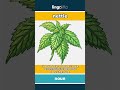 nettle (noun) - definition and usage in English
