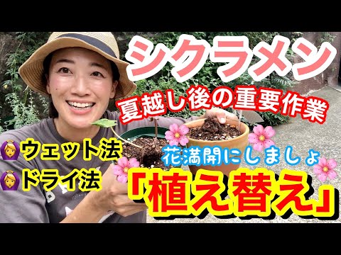 鉢植えのシクラメン:植えるか植えないか? 植物