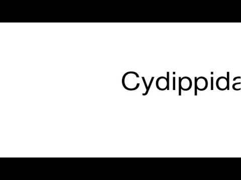 How to pronounce Cydippida