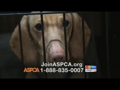 ASPCA TV Commercial, ‘Somewhere in America’