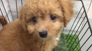 ハーフ犬の動画01