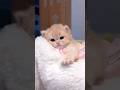 cute kittens 🍓💖🐾
