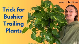 Make Leggy Trailing Indoor Plants Bushy - Pothos, Philodendron, Scindapsus & More Houseplants