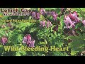 LGNC Online: Wild Bleeding Heart