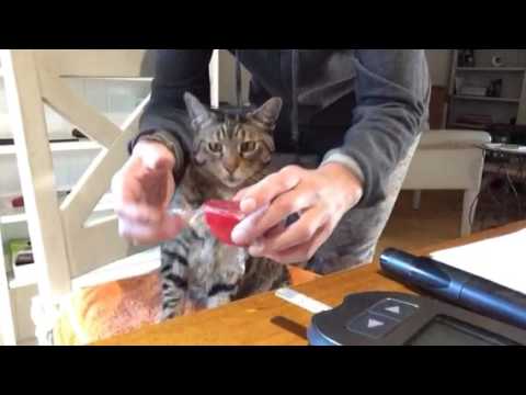 YouTube video about: How to check a cat's blood sugar?