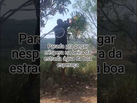 Pegando nêspera na estrada da boa esperança Rosário do Ivaí-PR