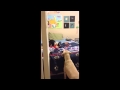 Tickle Me Elmo Get S Humped