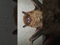 Cat Captures Bat