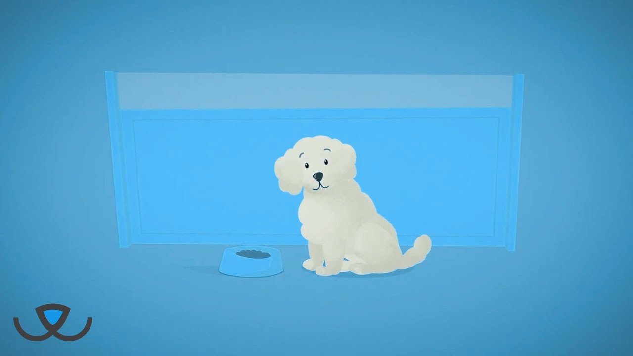 Adopt Don't Shop - Awareness Campaign