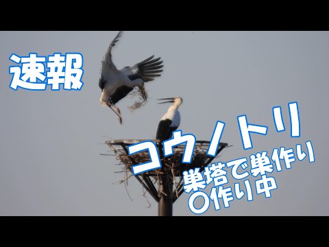 コウノトリの主な食べ物は何ですか