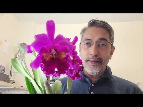 Growing Cattleya Orchids Indoors