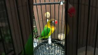 Download lagu lovebird jantan menuju konslet mp3 Download lagu lovebird jantan menuju konslet mp3