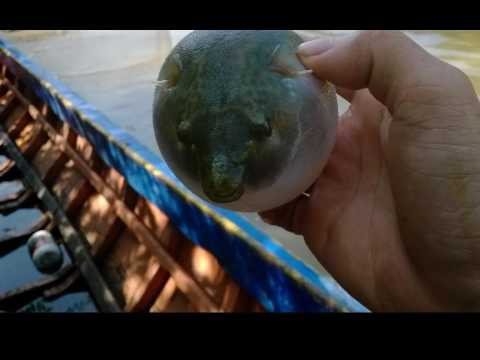 លាហើយកុលាបបាត់ដំបង Samuth & Sothea