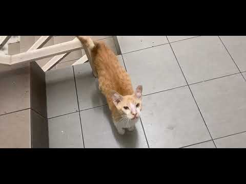 Malaysian cute golden cat Sabah bandar Sierra Kotakinabalu Malaysia (5-4-2023) 1:9am