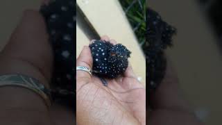 Download lagu Burung Kedasih hitam mp3 Download lagu Burung Kedasih hitam mp3