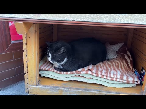 Stray cat named Gacek becoming a top tourist destination in Poland