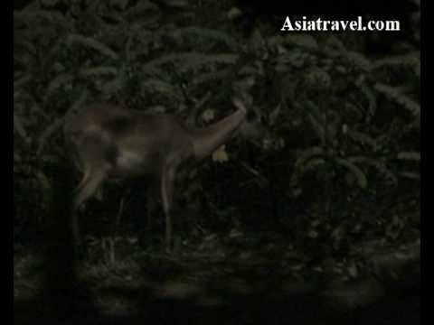 Night Safari, Singapore by Asiatravel.com