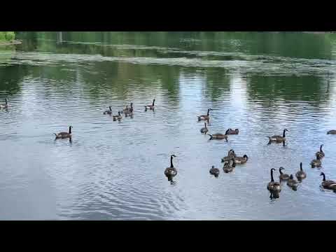 সকাল বেলা হাঁটতে গিয়ে কি অপুর্ব দৃশ্য । what a beautiful nature Scenery