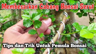 Download lagu Tips and tricks for growing branches of shaved bonsai material / streblus asper mp3 Download lagu Tips and tricks for growing branches of shaved bonsai material / streblus asper mp3