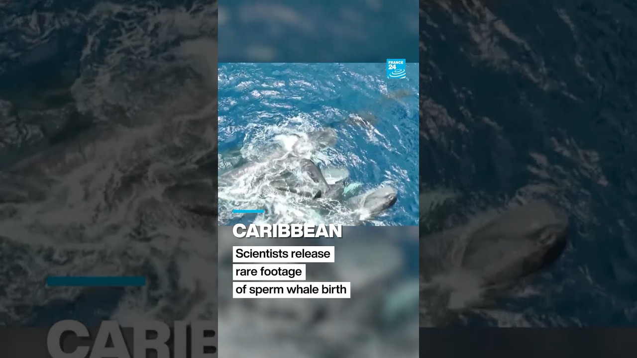 Caribbean: scientists release rare footage of sperm whale birth • FRANCE 24 English