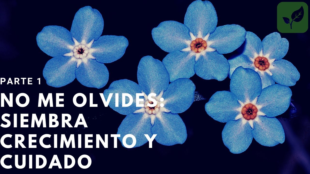 FLOR NO ME OLVIDES: SIEMBRA CRECIMIENTO Y CUIDADO PARTE 1