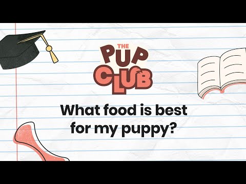 Best Puppy Food: Top Tips for Choosing the Right Nutrition