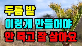 진작 알려줄껄 두릅묘목심고 죽이지 않으려면 밭은 이렇게 만드세요.