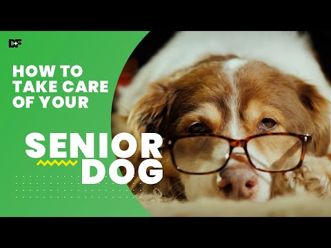 Tips On How To Keep a Senior Dog Healthy