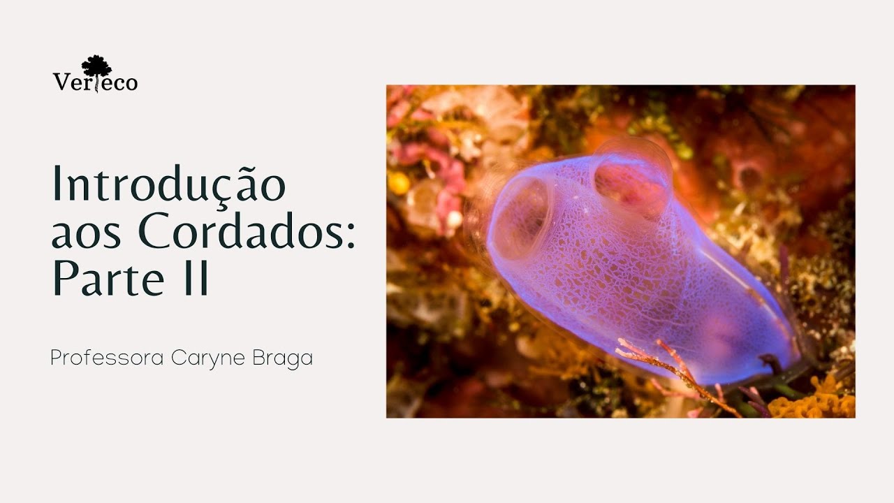 Introdução aos Cordados parte II: Cephalochordata e Urochordata